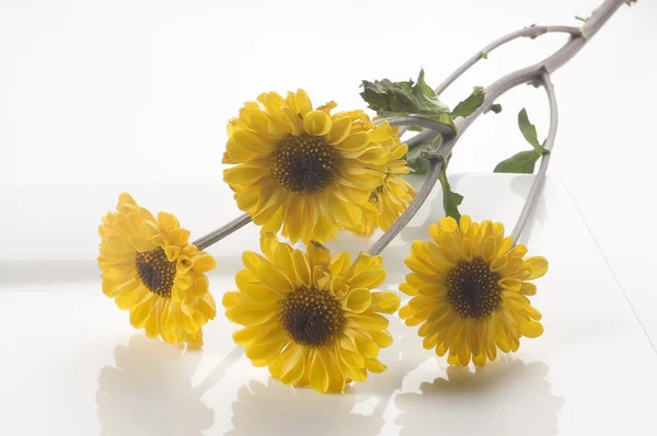 Žluté květy v bílém pozadí — Stock fotografie