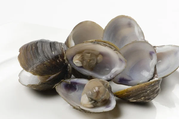 Färska musslor — Stockfoto