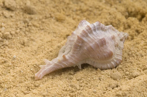 stock image Shell- shell