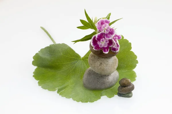 Zen stones and flowers — Stock Photo, Image