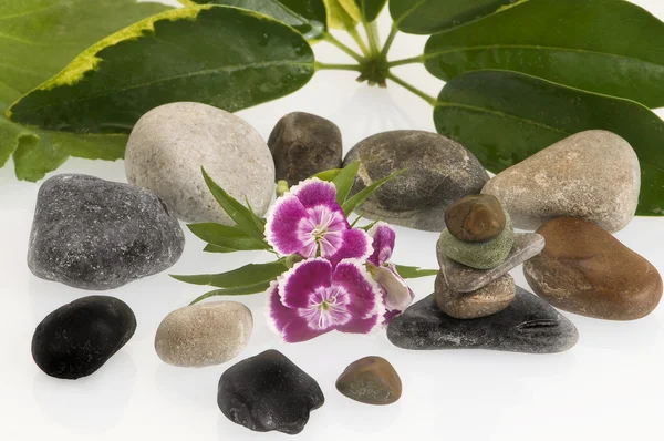 Stock image Zen stones and flowers