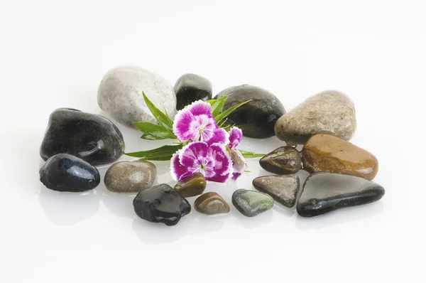 stock image Zen stones and flowers