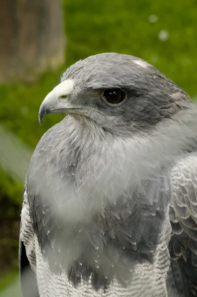 stock image Eagle Real