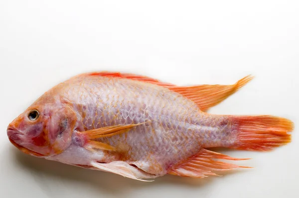 Guld fisk, havsabborre på vit bakgrund — Stockfoto
