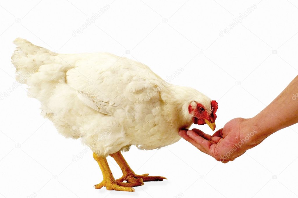 Hen eating in white background