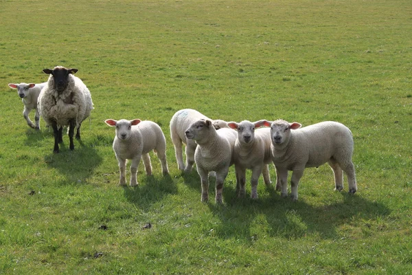 Moutons et agneaux — Photo