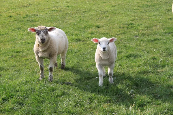 Twee lammeren — Stockfoto