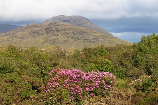 Dağların yakınlarında letterfrack, connemara, county galway, İrlanda. — Stok fotoğraf