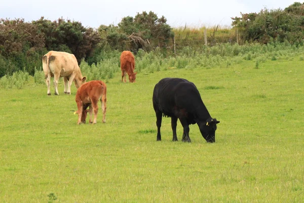 Cattle grazing — Stock Photo, Image