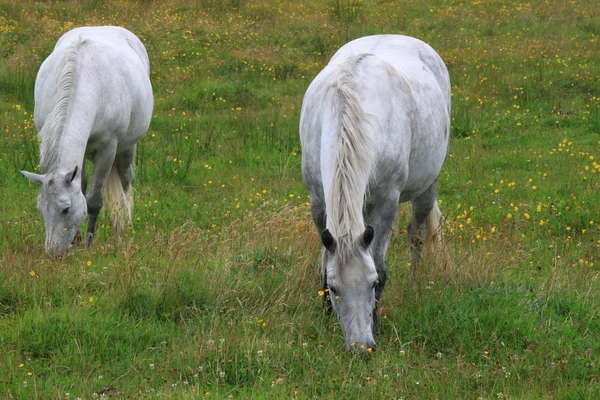 2 つの灰色の馬 — ストック写真
