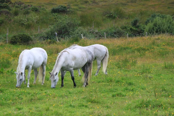 Trois chevaux gris — Photo