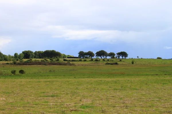 stock image Landscape with trees