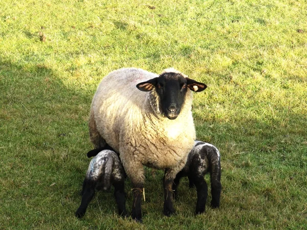 Ewe and lambs — Stock Photo, Image