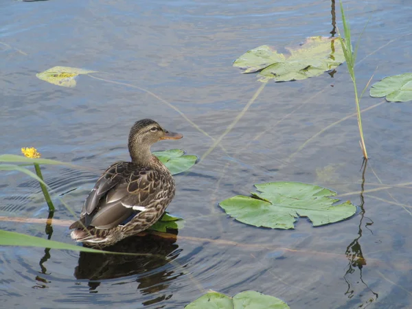 Female Mallard Duck — Stock Photo, Image