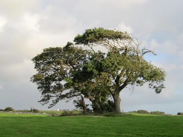 Дерево в Ренвилле — стоковое фото