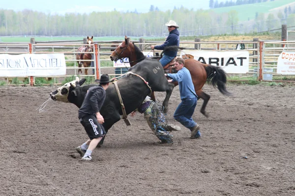 stock image Nicola Valley Rodeo