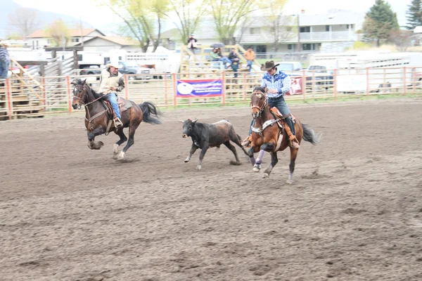 stock image Nicola Valley Rodeo