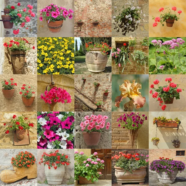 Wallpaper with flowers in pots — Stock Photo, Image