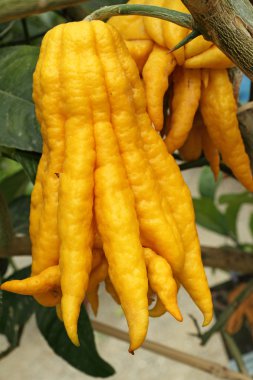 Fragrant Buddha's hand or fingered citron fruit, Citrus medica clipart