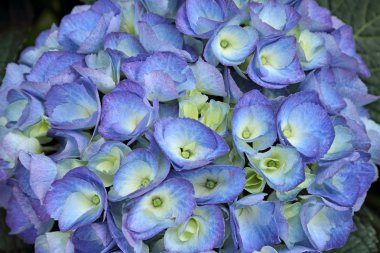 Blue hydrangea - hortensia - flower