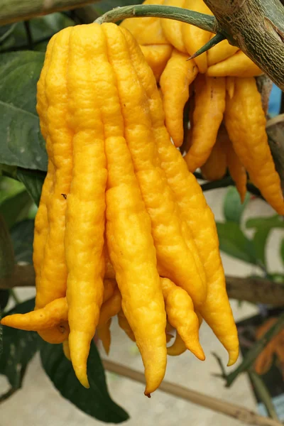stock image Fragrant Buddha's hand or fingered citron fruit, Citrus medica