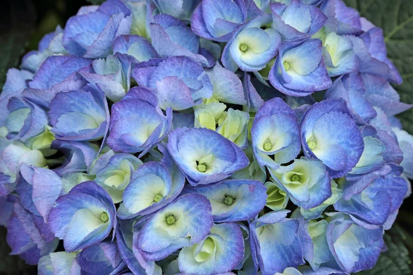 Blue hydrangea - hortensia - flower — Stock Photo, Image