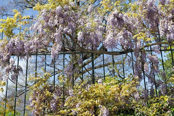 stock image Flowering lilac wisteria on metal hence, Italy