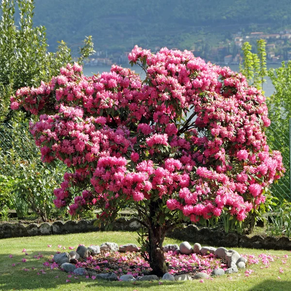Rododendro in fiore rosa in giardino — Foto Stock
