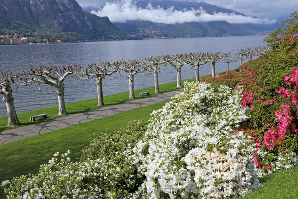 Krajobraz z rododendronów, jeziora i góry — Zdjęcie stockowe