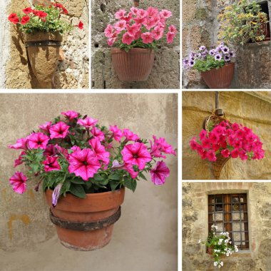 Collage with flowerpot with flowering petunia clipart