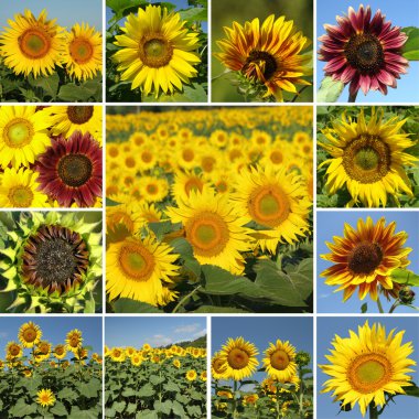 Collage with sunflowers clipart