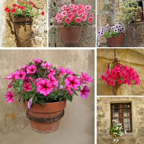 Koláž s květináče s kvetoucími Petunie — Stock fotografie
