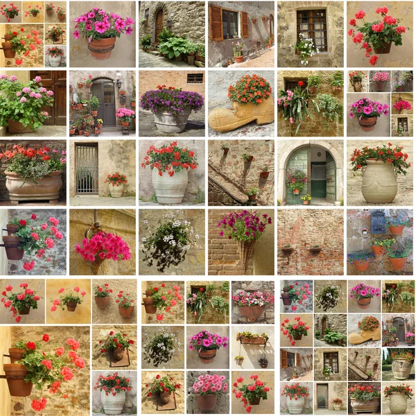 Коллекция цветочных горшков с цветами — стоковое фото