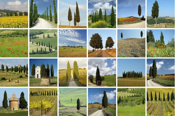Collage mit italienischen Zypressen — Stockfoto