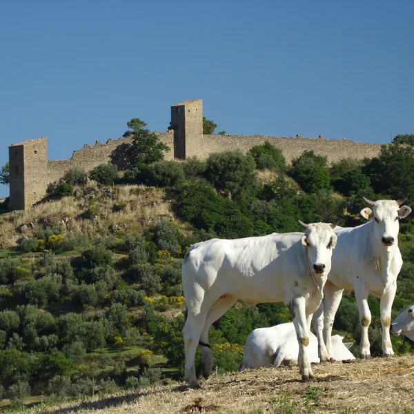 Vacas e castelo — Fotografia de Stock