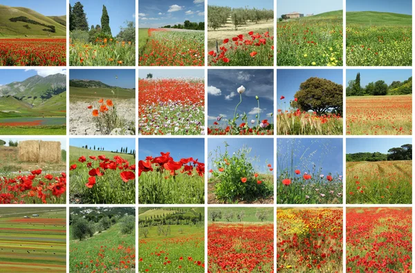 Landskap med röd vallmo collage — Stockfoto