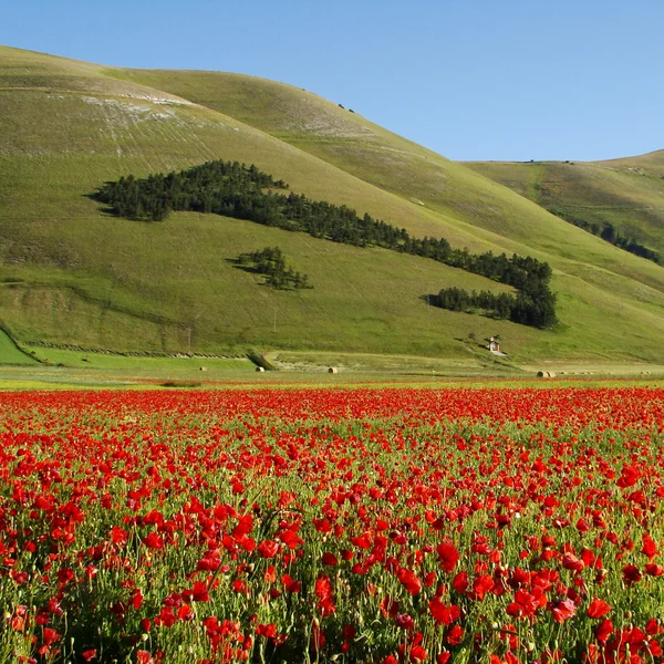 Italienska landskap med röd vallmo — Stockfoto