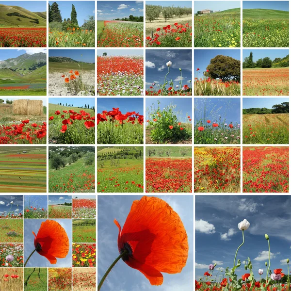 Äng i våren collage — Stockfoto