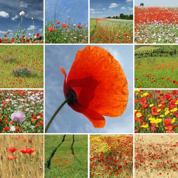 Collage with flowering poppies — Stock Photo, Image