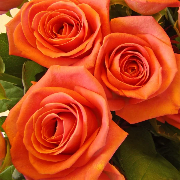 Помаранчеві троянди — стокове фото