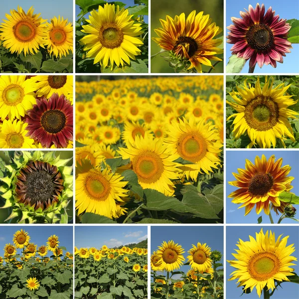 Collage med solrosor — Stockfoto