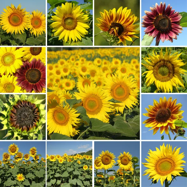 stock image Collage with sunflowers