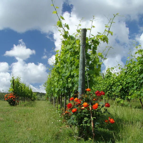 Viticulture et roses en pleine croissance — Photo