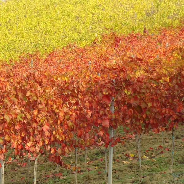 Viticultura amarela e vermelha — Fotografia de Stock