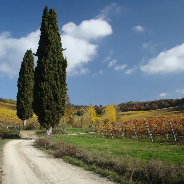 Onverharde weg en cipressen in Toscane — Stockfoto