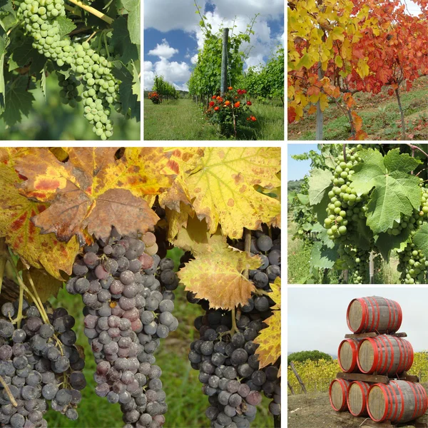 Colagem da cultura do vinho — Fotografia de Stock