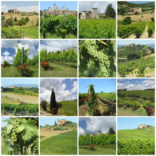 Green vineyards collage — Stock Photo, Image