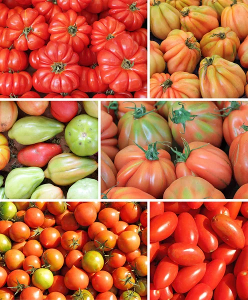 Assorted tomato collage — Stock Photo, Image