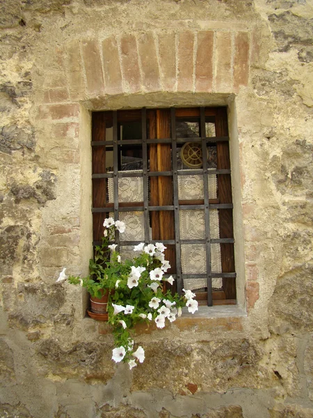 Weiße Petunien im Fenster — Stockfoto