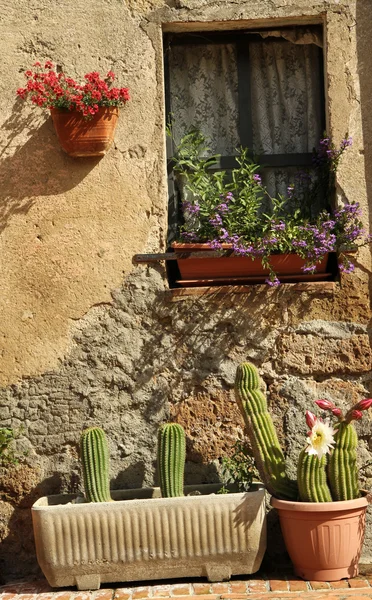 Finestra con cactus — Foto Stock